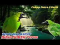 Download Lagu Suara Cucak ijo Gacor Di Alam liar, Ampuh buat burung Juara