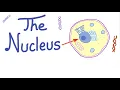 The nucleus The Controller of Your Cell