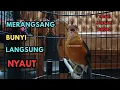 Download Lagu PANCINGAN ANIS MERAH AGAR CEPAT BUNYI DAN GACOR. ANIS MERAH JANTAN MUSTAHIL KALAU GAK NYAUT