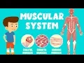 Muscular System Types of Muscles for Kids