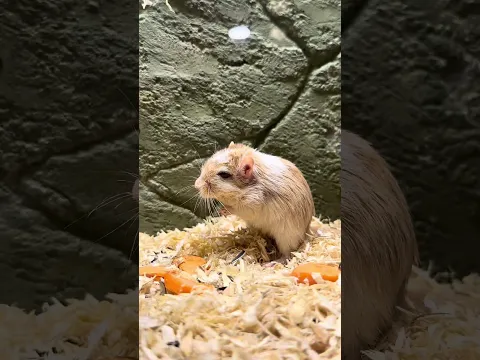 ചോട്ടു #petstationkannur