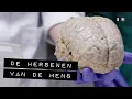 Lagu De hersenen van de mens | Aflevering 3 | De Binnendienst