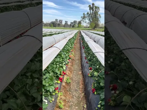 Strawberry dengan plant shelter