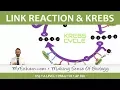 Cellular Respiration - Link Reaction and Krebs