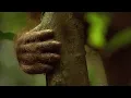 Download Lagu Orangutan Sumatra 02 - 'Masamang'