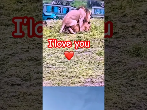Lion i’love you