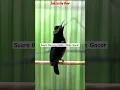 Suara Burung Kalibri Ninja Gacor #bird #burungkicau #kalibrininja