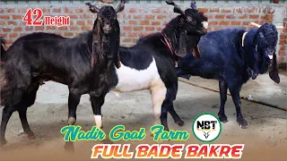 Full Bade Bakre At Nadir Goat Farm