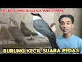 Lagu Kios Edi JOVANIS SELALU ADA BURUNG ISTIMEWA BURUNG KECIL SUARA PEDAS 