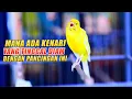 Download Lagu Kenari ngerol Durasi panjang Nembak rapat Jernih, Cocok untuk Ransang KENARI PAUD MUDA CEPAT GACOR‼