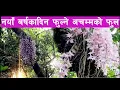 Download Lagu Salhesh Fulbari बर्षमा एकदिनमात्र फुल्ने अचम्मको फुल  😇 बैशाख १ गते मात्र फुल्छ । Visualpost