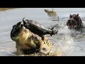 Inilah yang Terjadi Saat Buaya Berani Memakan Kuda Nil Kecil