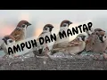Download Lagu SUARA PIKAT BURUNG GEREJA AMPUH LANGSUNG BERDATANGAN
