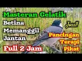 Download Lagu Suara gelatik betina memanggil jantan