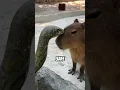 Capybaras The World s Friendliest Animal
