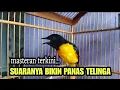 Download Lagu MANTENAN GUNUNG GACOR‼️Cocok buat masteran