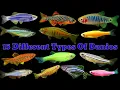 Download Lagu All Types Of Danios | Top 15 Aquarium Danios Fish