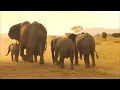 Download Lagu savanna afrika