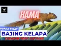 Lagu Suara pikat tupai kelapa atau bajing kelapa #suarabajing #suaratupai