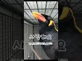 Download Lagu Burung Beo Si Yakob muri bisa ngomong bahasa korea  #burung #birds #video #korea #shorts #bts