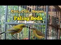 Download Lagu Suara Pikat Sogon Cuit Cuit Ribut Paling Beda