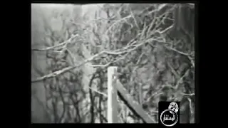 أبو بكر سالم انتي يا حلوه الطرب الأصيل والذوق الرفيع دندنها