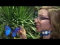 Tom Messner learns about how butterflies get their colors at ECHO
