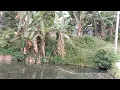 Download Lagu Backsound Kecapi Suling Sunda No Copyright