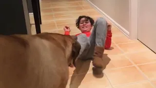 Molly the Boerboel  Stealing Slippers 