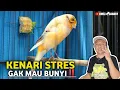 Download Lagu CUKUP 3 LANGKAH‼️KENARI STRES MACET GACOR LAGI RAWAT SEPERTI INI