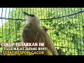 Download Lagu Trucuk BETINA memanggil Jantan Suara Birahi Ngecuplik 100% pancingan trucukan gacor agar BUNYI EMOSI