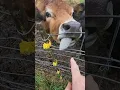 Download Lagu Don't Lick That Electric Wire! Wait For It! #shorts #fail #farming #homesteading #cow #electric