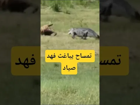صراع الحيوانات المفترسة من أجل البقاء والطعام !!
