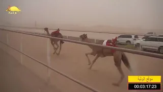 الشوط2 مزاحم لـ سيف معيوف سالم الدرعي شارة الشيخ محمد بن زايد السبت 2018 7 28 الرقيعات حقايق 