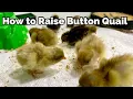 Raise Button Quail From Incubating Eggs to Brooding Chicks to Laying Adults