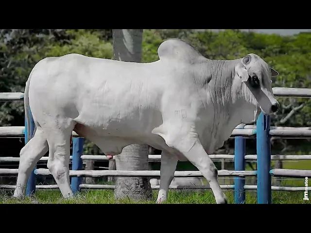 Touro Nelore SGN - 2613