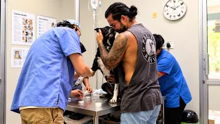 CRAZY WEEK! – 20ft Shark + Emergency Surgery! – (Episode 386)