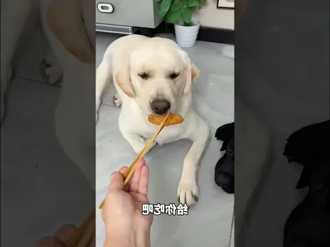হায়রে পরে ফলো 😂🥺#shorts #fypシ゚viral #fyp #dog