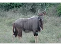 Download Lagu SOUTH AFRICA nyala, Kruger national park (hd-video)