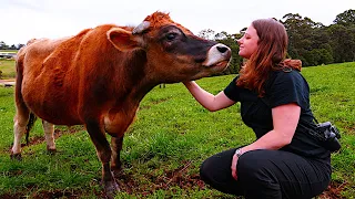 We found beef better than Wagyu | A sustainable farm story. Free Range Homestead Ep 50