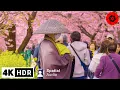 Lagu 4K HDR - Japan Earliest Cherry Blossoms - 3 Hours