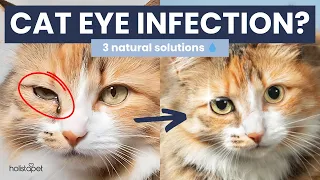 Cat Eye Infection Home Remedies - What You Need to Know