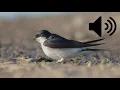 Download Lagu House Martin sound (Royalty Free)