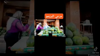 متعرفش حد بيبيع بطيخ محمدهنيدي مرعي البريمو البطيخ 