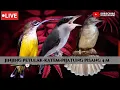 Download Lagu Masteran kombinasi | Jinjing petulak \u0026 Pijantung Pisang