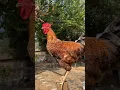 Download Lagu Pernah dengar suara ini dari Ayam Jantan? Unik dan seram, lol #shots #ayam #ayamjantan #fyp