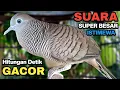 Lagu Perkutut Lokal Gacor Suara Kung Besar Pancingan Burung Perkutut Agar Bunyi.