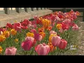 Allergies Across Maryland Peaking Due To Springtime Pollen