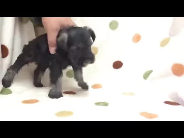 動画