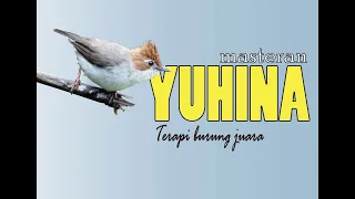 Download Burung Yuhina - Terapi Burung Juara MP3